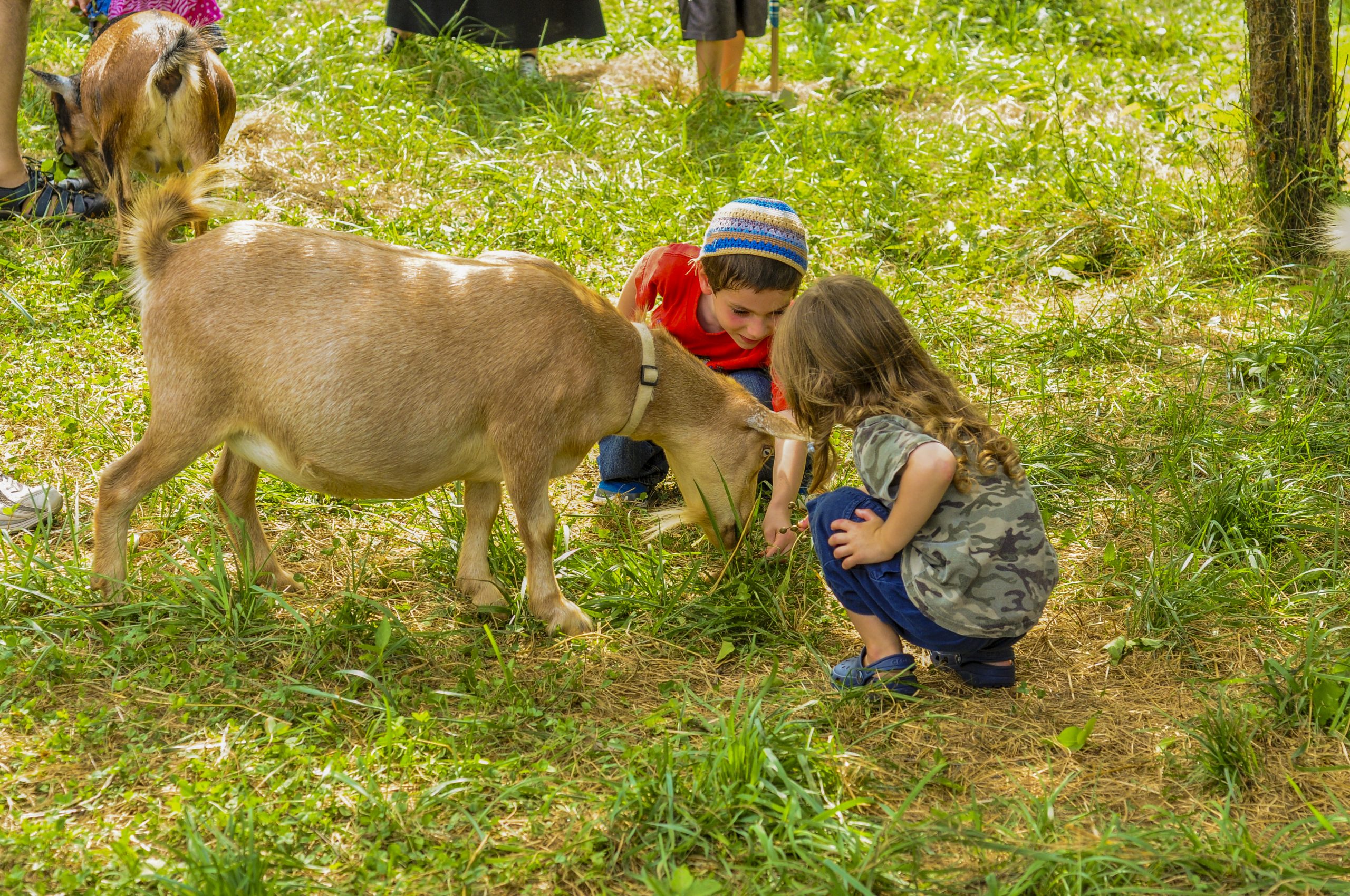 The Wow Metric of Success: Jewish Life Blooms on the Farm